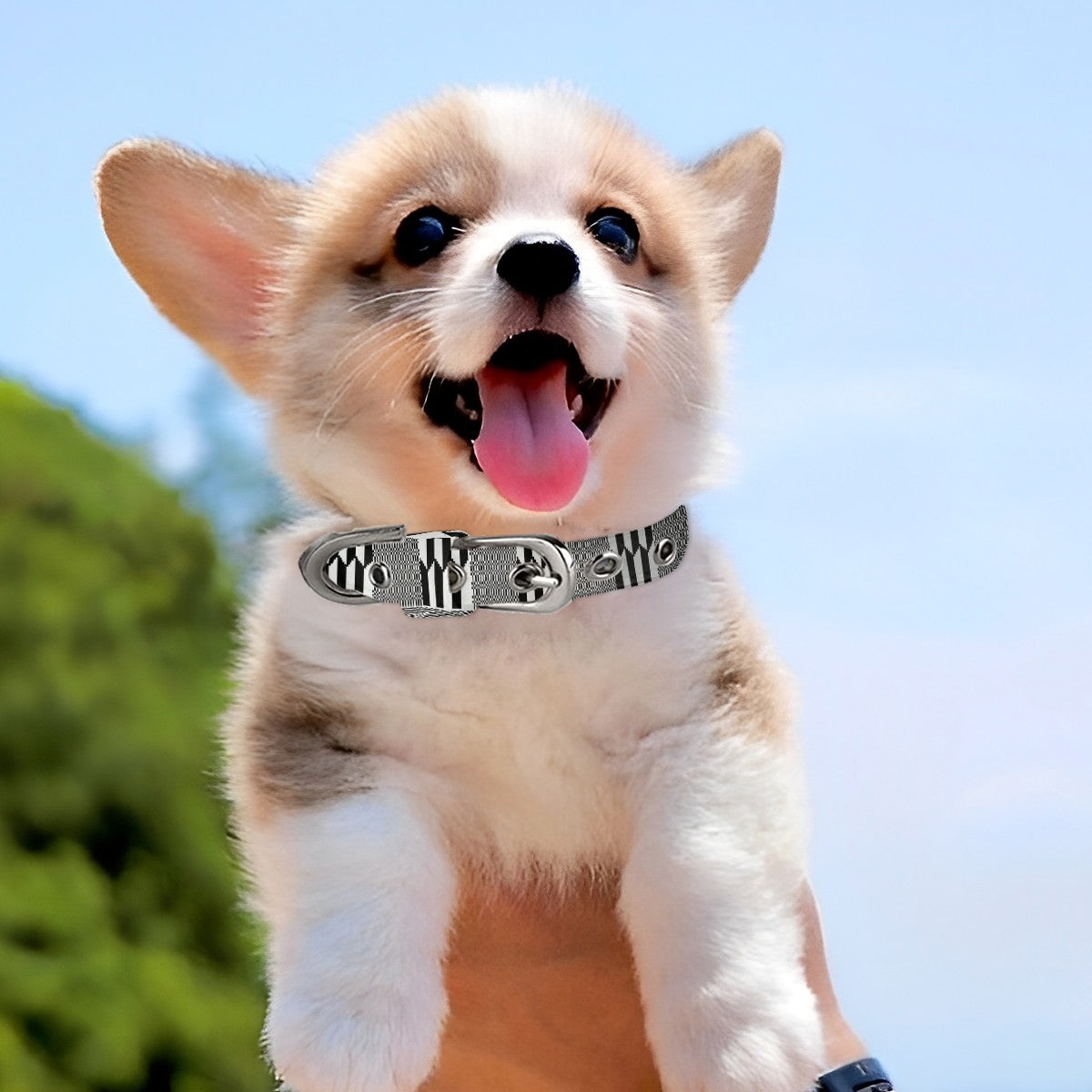 Pet Collar