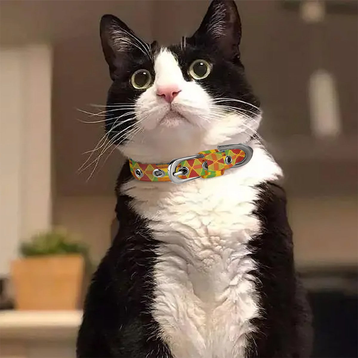 Pet Collar