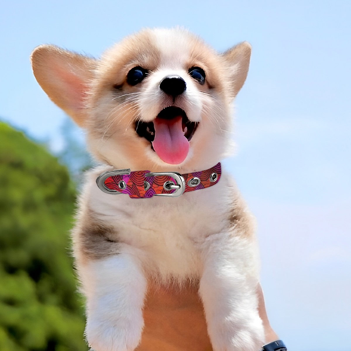 Pet Collar